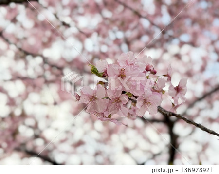 早春の満開の桜 早春の満開の桜 136978921