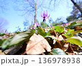 早春の青空の下で咲くカタクリの花を見上げる 136978938