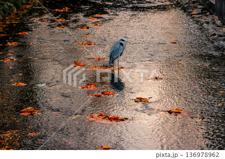 Graceful Gray Heron Standing by Takase River Kyoto Nov 26 2025 136978962
