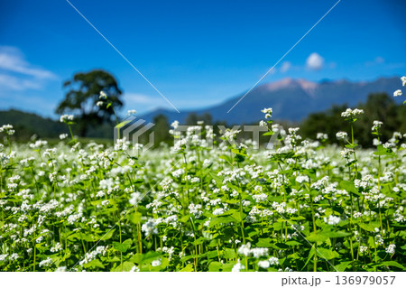 御嶽山とソバの花　長野県 木曽町 開田高原から 136979057