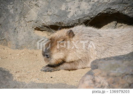 昼寝しているカピバラ　A capybara taking a nap 136979203