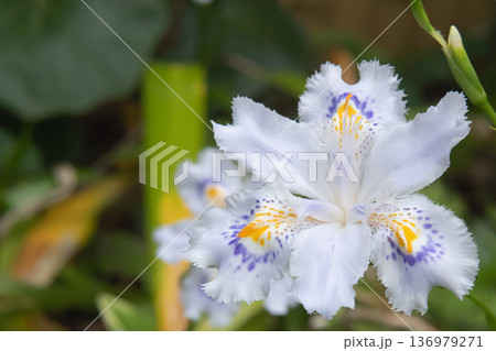 白いシャガの花のマクロ写真／埼玉県・4月 136979271
