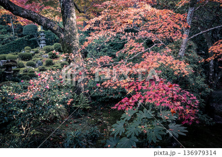 Nov 23 2025 Autumn Maple Garden at Sanzen in Temple Kyoto Nov 23 2025 Autumn Maple Garden at Sanzen in Temple Kyoto 136979314