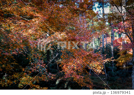 Nov 23 2025 Zen Garden Aesthetics at Sanzen in Temple Kyoto 136979341
