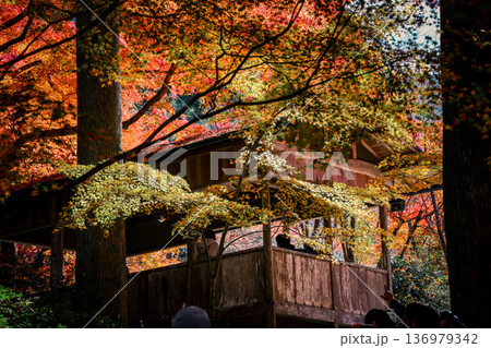 Nov 23 2025 Autumn Maple Leaves During Sanzen in Zen Temple Nov 23 2025 Autumn Maple Leaves During Sanzen in Zen Temple 136979342