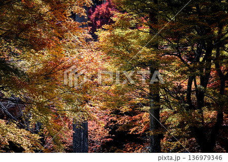 Nov 23 2025 Autumn Maple Leaves During Sanzen in Zen Temple Nov 23 2025 Autumn Maple Leaves During Sanzen in Zen Temple 136979346