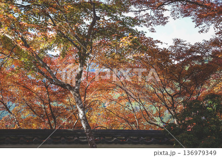 Nov 23 2025 Autumn Maple Leaves During Sanzen in Zen Temple Nov 23 2025 Autumn Maple Leaves During Sanzen in Zen Temple 136979349