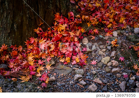 Nov 23 2025 Autumn Maple Leaves Covering Ground in Japanese Garden Nov 23 2025 Autumn Maple Leaves Covering Ground in Japanese Garden 136979350