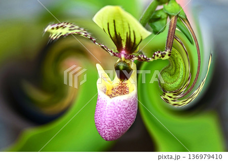 ランの花咲く癒しの窓辺 ランの花咲く癒しの窓辺 136979410