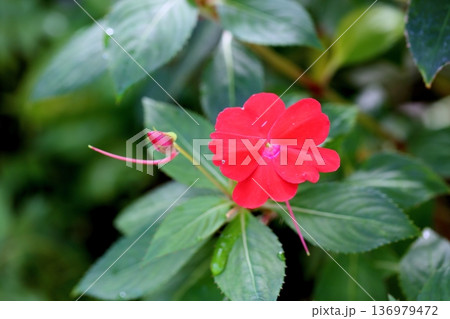 可愛い インパチェンスの花 可愛い インパチェンスの花 136979472