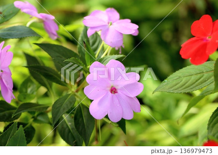 可愛い インパチェンスの花 可愛い インパチェンスの花 136979473