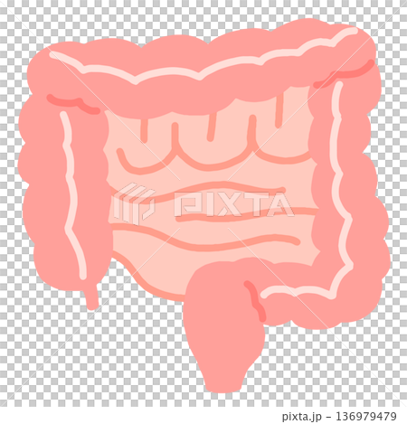 健康な腸のイラスト 健康な腸のイラスト 136979479