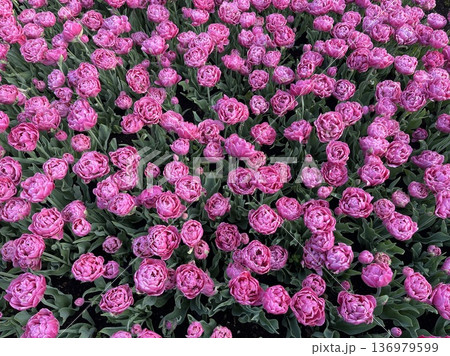 オランダ・キューケンホフ公園 136979599