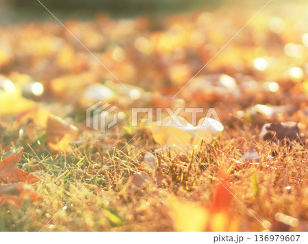 朝の日差しを浴びた冬の芝とカエデの落ち葉（公園広場の台湾楓の樹の下で） 136979607