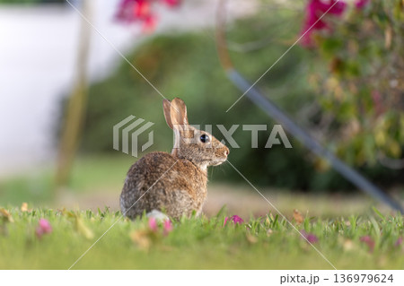 Grey small hare eating grass on Florida backyard. Wild rabbit in nature 136979624