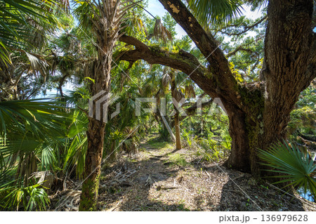 Trail pathway through wild tropical jungles. Florida nature with dense green rainforest. Palm trees and vegetation in southern USA Trail pathway through wild tropical jungles. Florida nature with dense green rainforest. Palm trees and vegetation in southern USA 136979628