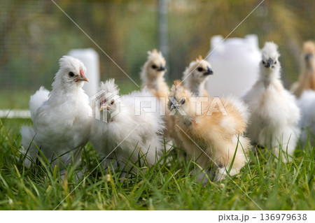 Domestic chicken in small backyard chicken coop. Silkie chicks sustainably raised in free range conditions Domestic chicken in small backyard chicken coop. Silkie chicks sustainably raised in free range conditions 136979638