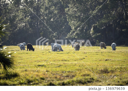 Feeding of cattle on farmland grassland. Milk cows grazing on green farm pasture on warm summer day Feeding of cattle on farmland grassland. Milk cows grazing on green farm pasture on warm summer day 136979639