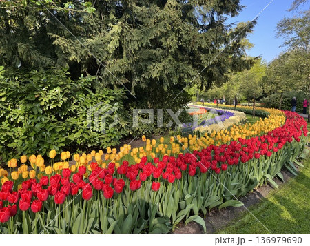 オランダ・キューケンホフ公園 オランダ・キューケンホフ公園 136979690