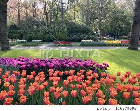 オランダ・キューケンホフ公園 オランダ・キューケンホフ公園 136979693