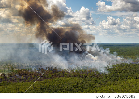 Safe prescribed fire in rural Florida landscape, reducing wildfire risk through controlled vegetation burning Safe prescribed fire in rural Florida landscape, reducing wildfire risk through controlled vegetation burning 136979695