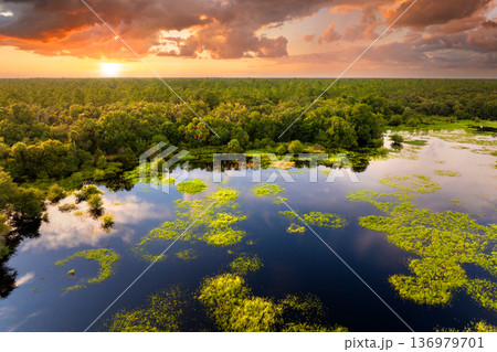 Florida wetlands with water between green wild vegetation. Tropical ecosystem at sunset Florida wetlands with water between green wild vegetation. Tropical ecosystem at sunset 136979701