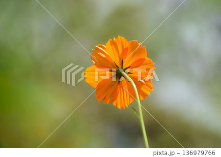 キバナコスモスの後ろ姿 136979766