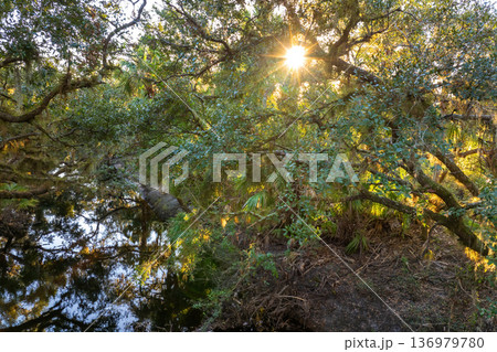 Florida jungle rainforest with river between green palm trees and wild vegetation. Dense tropical forest ecosystem at sunset Florida jungle rainforest with river between green palm trees and wild vegetation. Dense tropical forest ecosystem at sunset 136979780