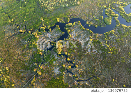 Florida wetland nature. Tropical swamp with dense green vegetation at sunset 136979783