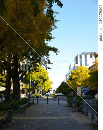 銀杏並木が続く街並み 銀杏並木が続く街並み 136979802