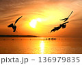 水鳥の戯れる霞ケ浦の初日の出 136979835