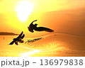 水鳥の戯れる霞ケ浦の初日の出 136979838