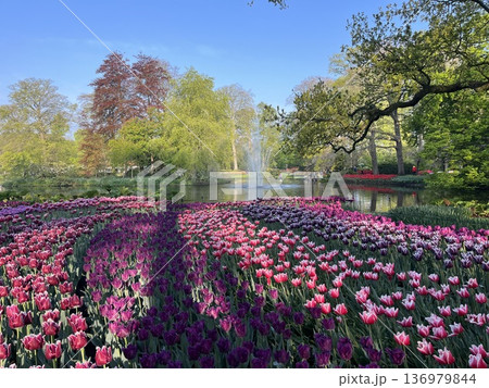 オランダ・キューケンホフ公園 オランダ・キューケンホフ公園 136979844