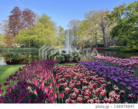 オランダ・キューケンホフ公園 オランダ・キューケンホフ公園 136979845