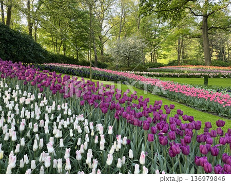 オランダ・キューケンホフ公園 オランダ・キューケンホフ公園 136979846