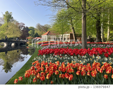 オランダ・キューケンホフ公園 オランダ・キューケンホフ公園 136979847