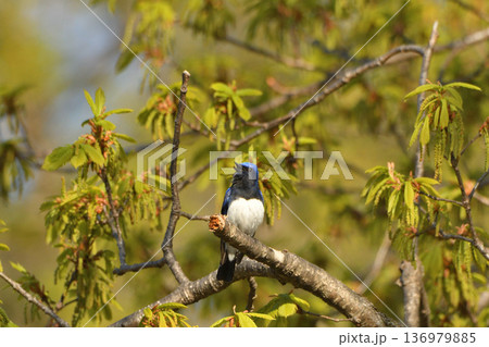 綺麗な声で鳴くオオルリ 136979885
