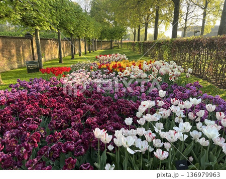 オランダ・キューケンホフ公園 オランダ・キューケンホフ公園 136979963