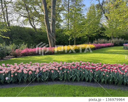 オランダ・キューケンホフ公園 オランダ・キューケンホフ公園 136979964