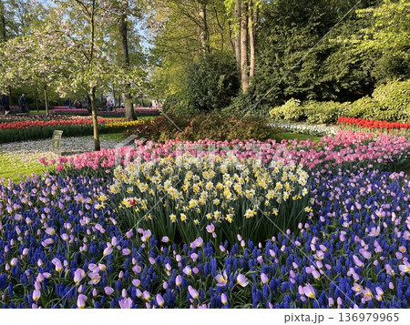 オランダ・キューケンホフ公園 136979965