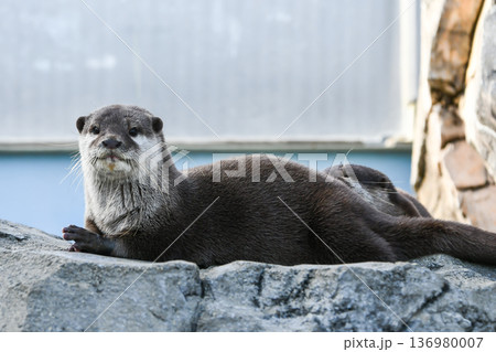 コツメカワウソ Asian small-clawed otter コツメカワウソ Asian small-clawed otter 136980007