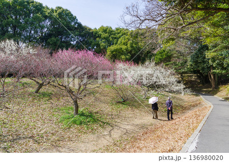 満開の梅の花（愛知県知多市　佐布里池） 136980020