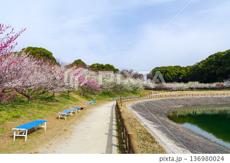 梅の花が綺麗な春の佐布里池（愛知県知多市） 136980024