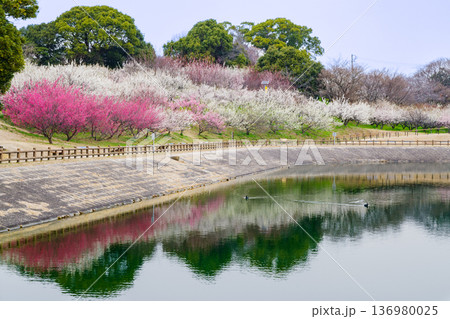 梅の花が綺麗な春の佐布里池（愛知県知多市） 136980025