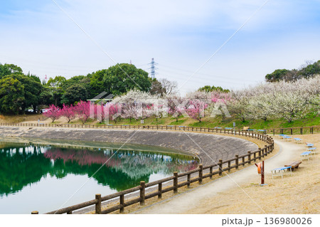 梅の花が綺麗な春の佐布里池（愛知県知多市） 136980026