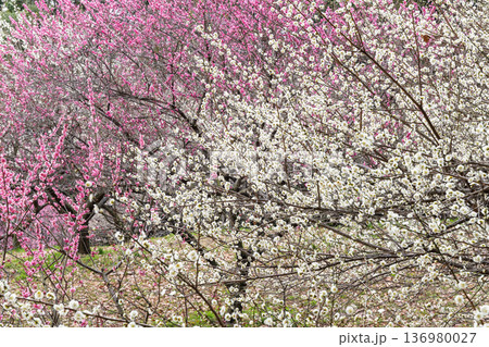 満開の白と桃色の梅（愛知県知多市　佐布里池） 136980027