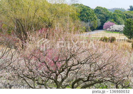 満開の梅の花(愛知県知多市 佐布里池) 満開の梅の花(愛知県知多市 佐布里池) 136980032