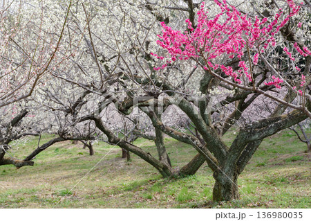 満開の紅梅と白梅（愛知県知多市　佐布里池） 136980035