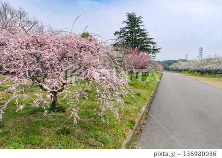 満開の枝垂れ梅(愛知県知多市 佐布里池) 満開の枝垂れ梅(愛知県知多市 佐布里池) 136980036