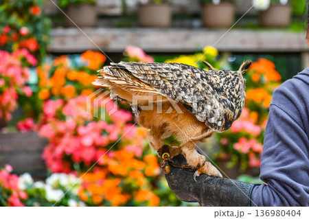 ミミズクのバードショー 136980404